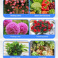 Universal Nutrient Solution for Home Gardening and Flowers